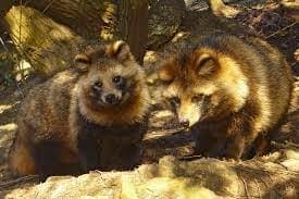 Mythical Creature: Raccoon-Dog