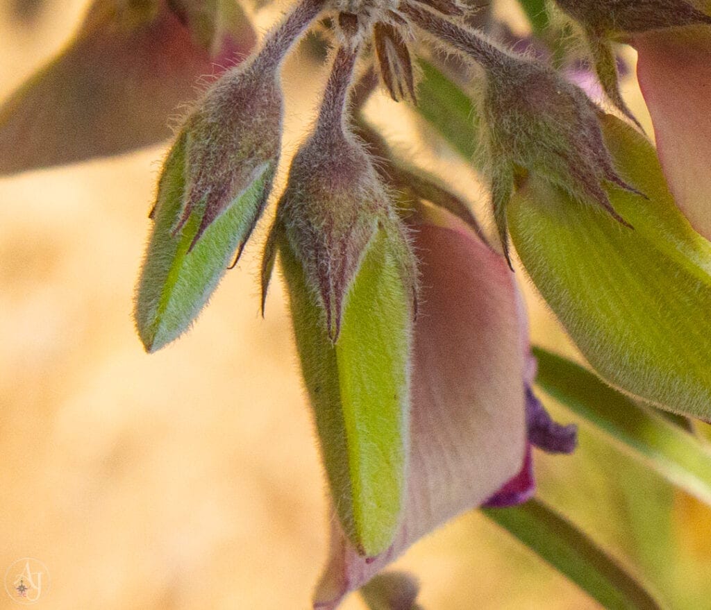 flower nature photography