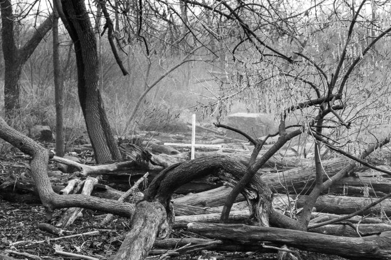 creepy places foggy forest