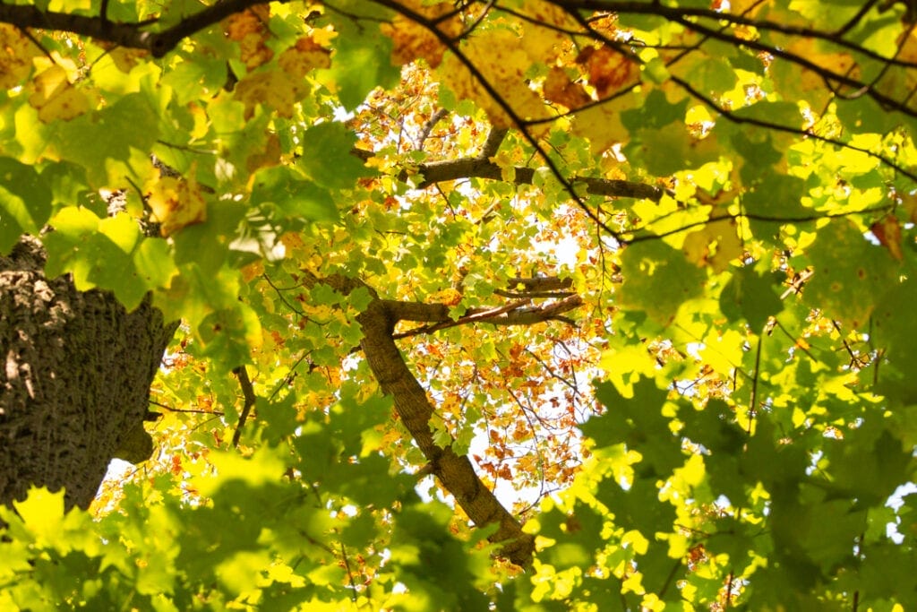 gorgeous fall nature photos