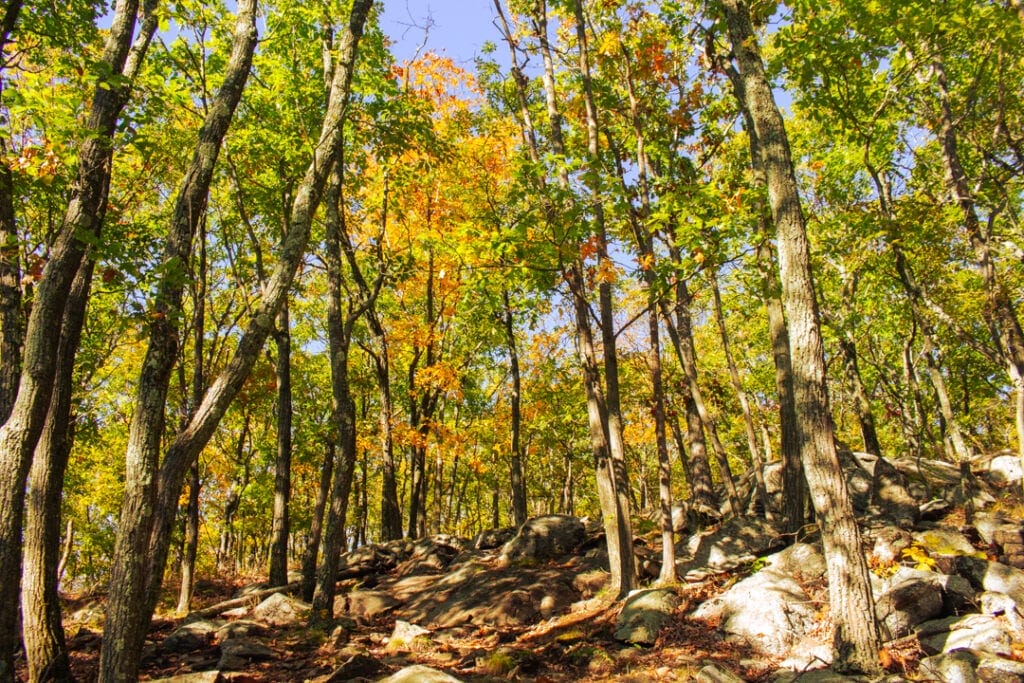 Yellow autumn trees in Hudson Highlands State Park