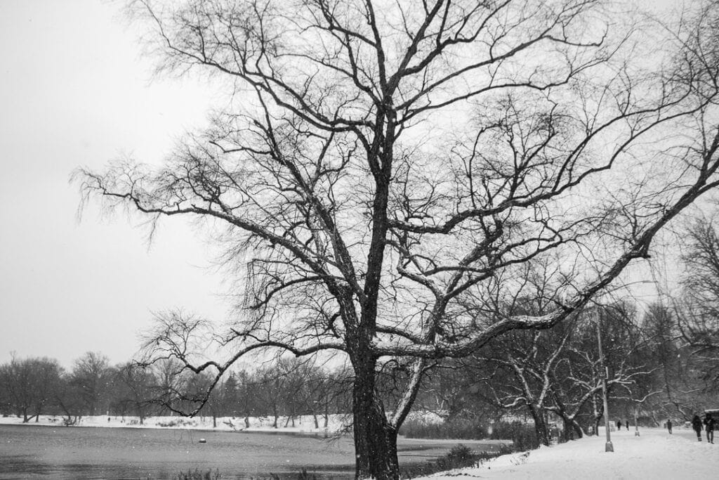 NY winter storm in prospect park