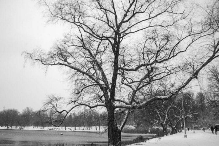 NY winter storm in prospect  park