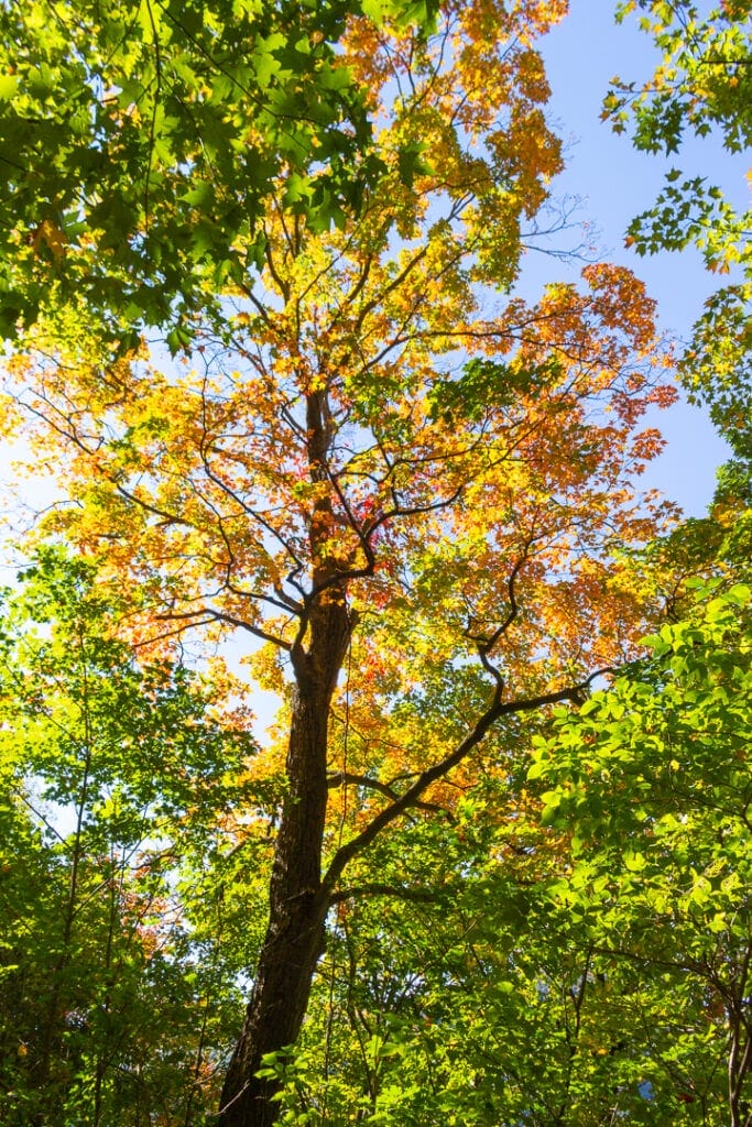 best nature photos of fall