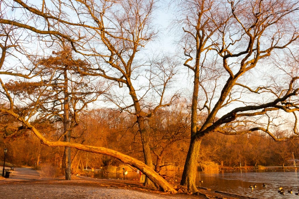 Beautiful Nature Photo of a Brooklyn Winter Tree at Sunrise