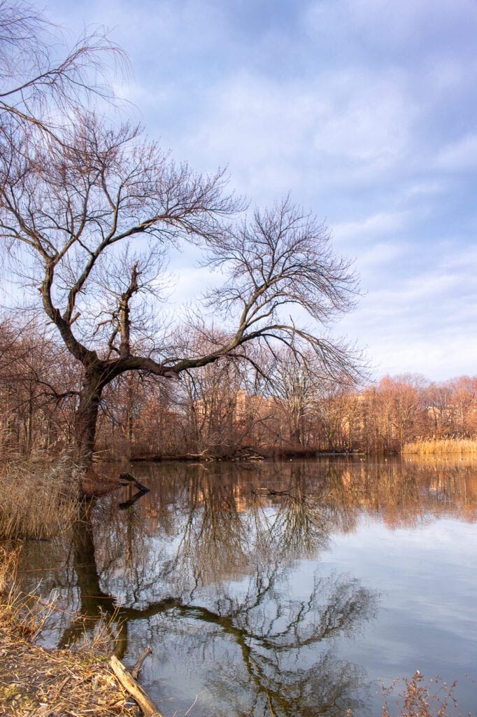 Nature Photo of a Brooklyn Winter Tree