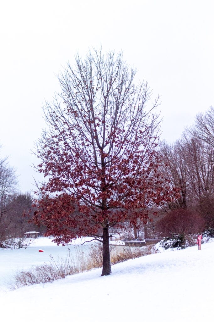 Red Tree in the Snow Photography