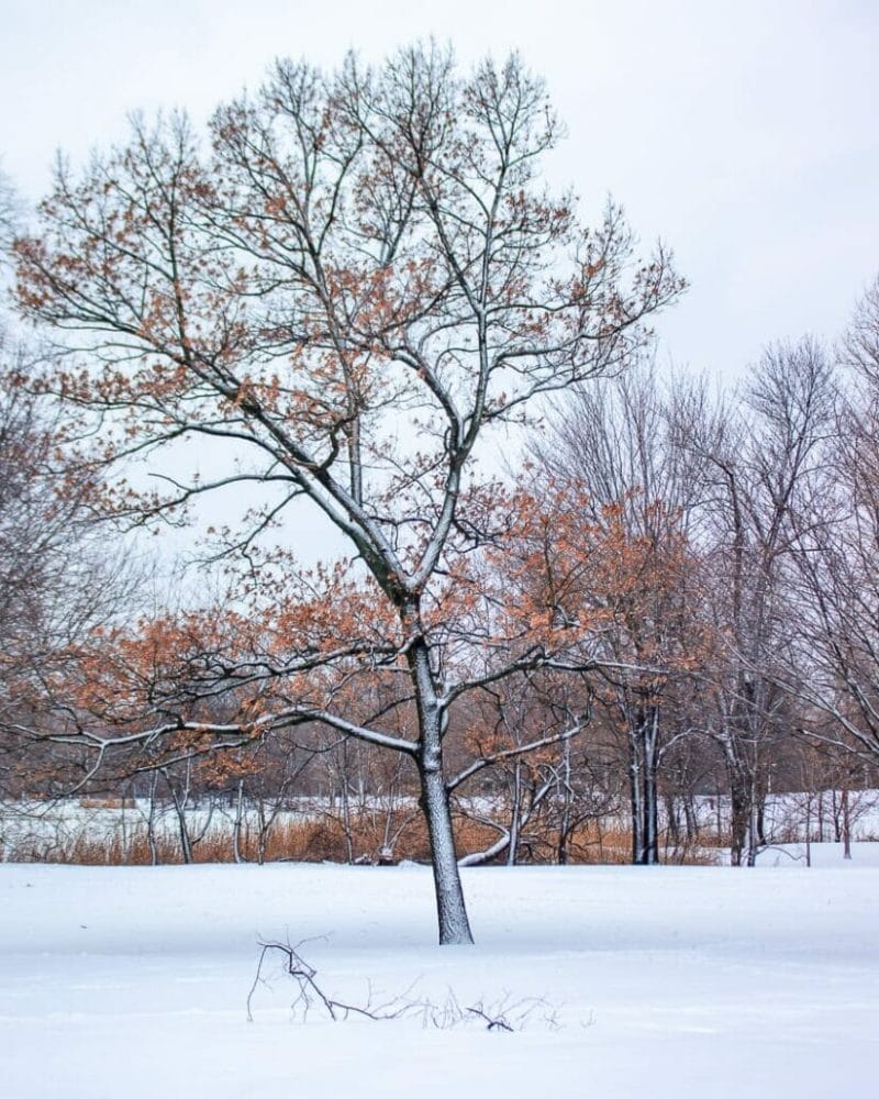 Winter Landscape Photography Tips for Capturing Snow - Auden Johnson