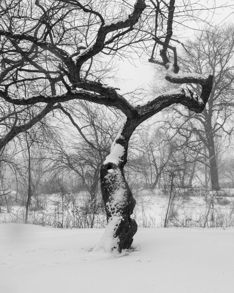 Winter in Black and white