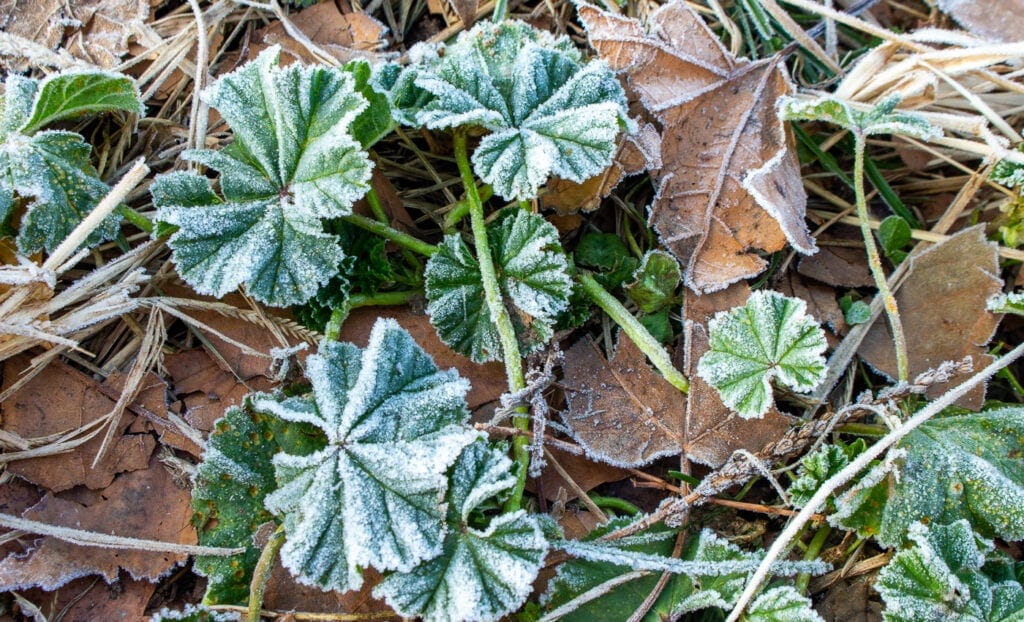 macro nature photography