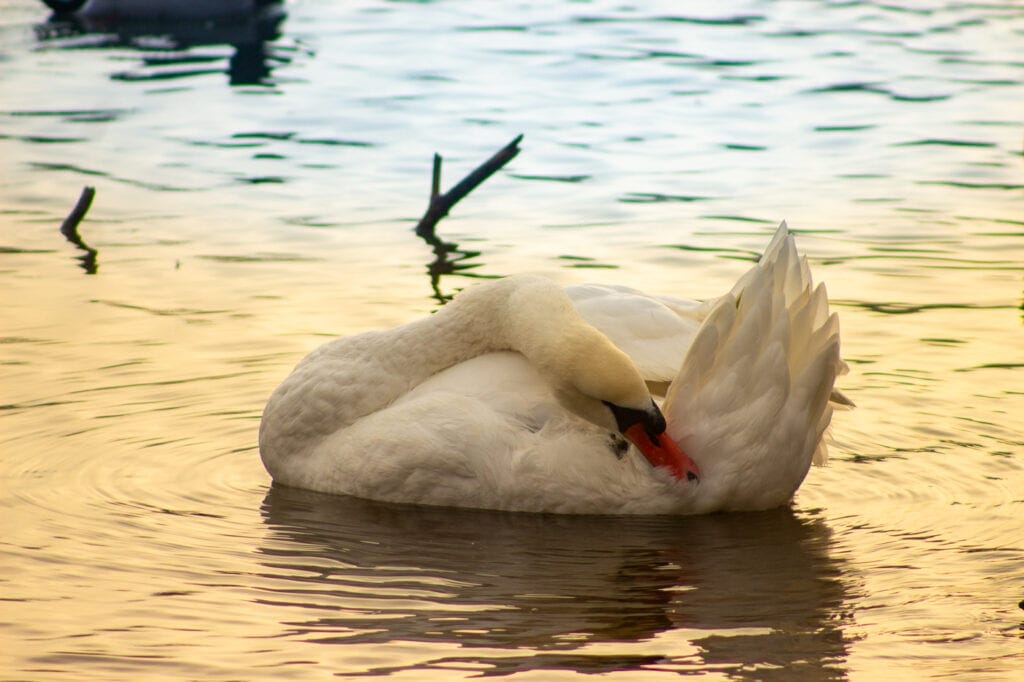 macro wildlife photography