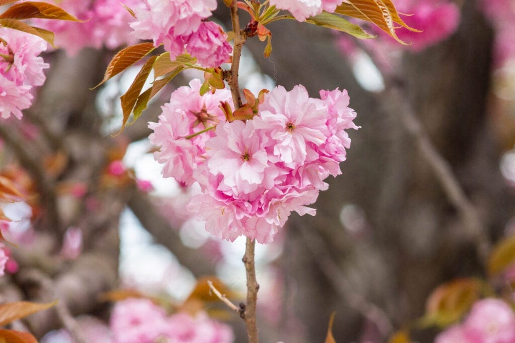 Cherry Blossom Tree