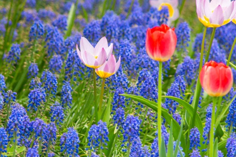 Spring Flower Macro Ideas