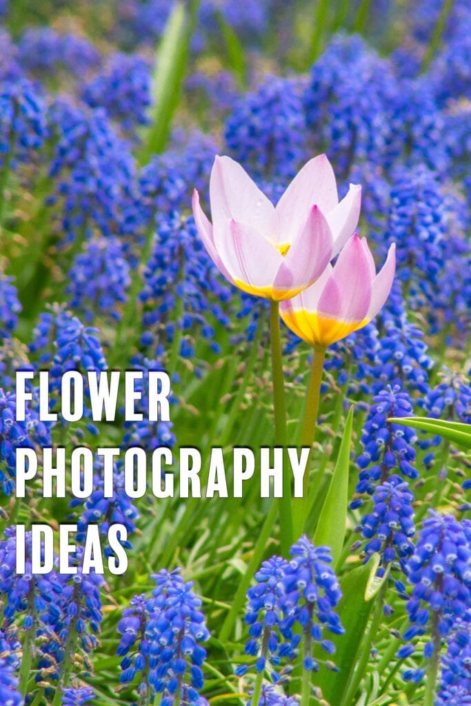 Spring Flower Photography Ideas