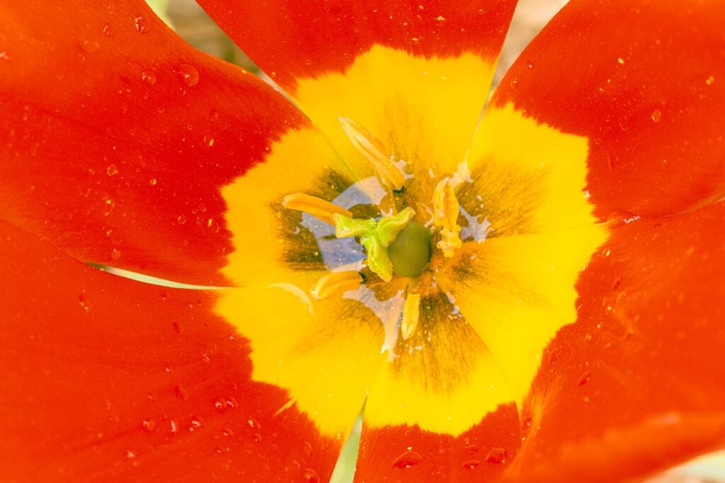 The inside of a flower