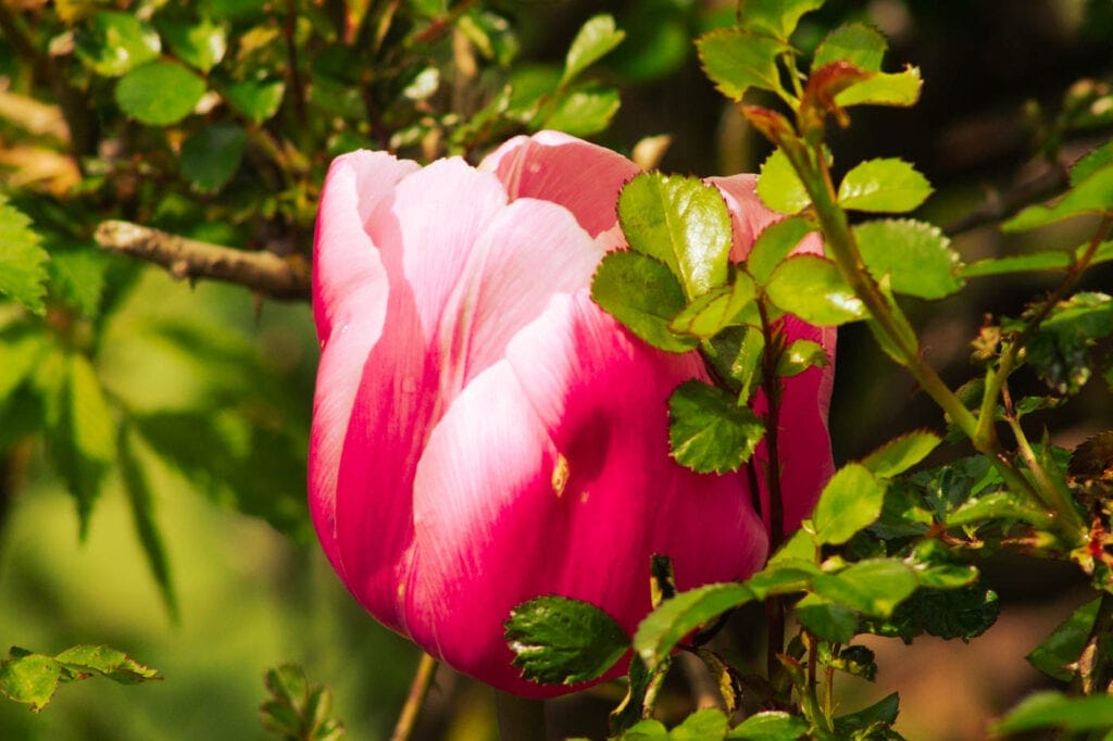 Flower Macros