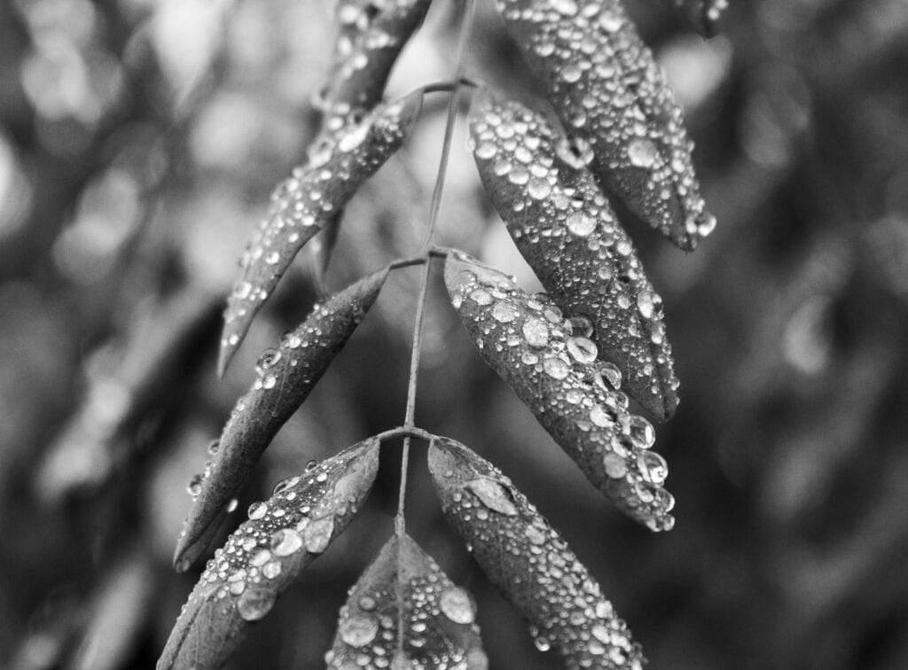 Nature photography without a macro lens