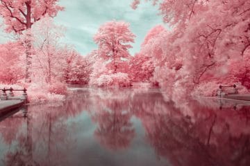 Pink Infrared Landscapes