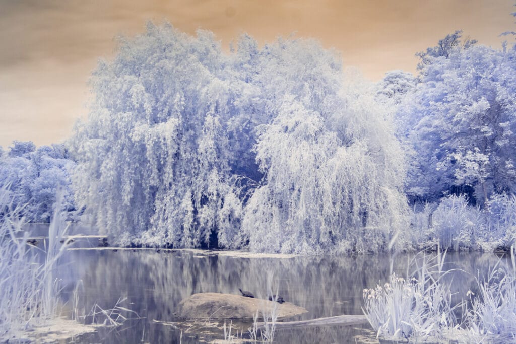 Prospect Park Infrared Landscapes