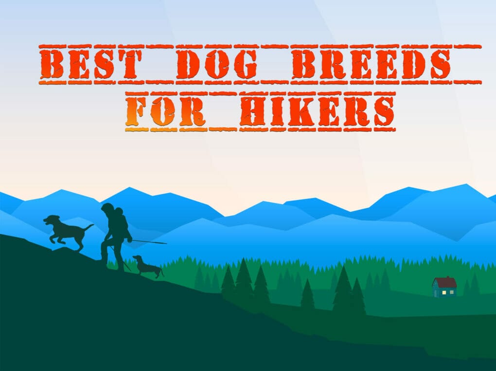 Best dogs for clearance apartments and hiking