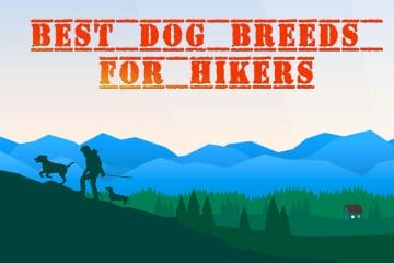 Best Dog Breeds for Hikers