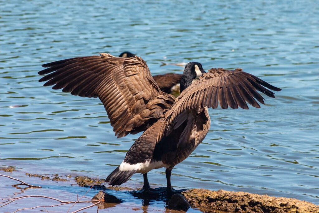 Nature Photo of a Goose Stretching Its Wings