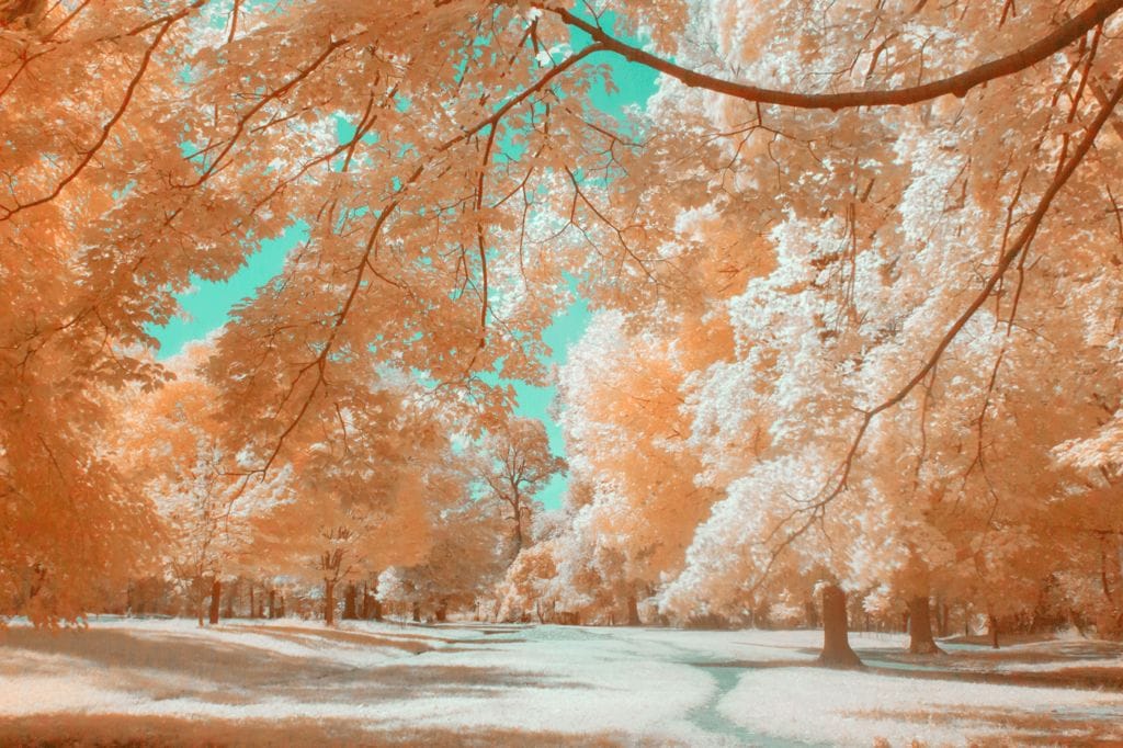 Infrared Photography