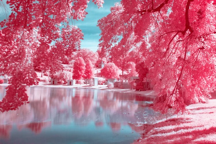 Red Fantasy forest infrared photo