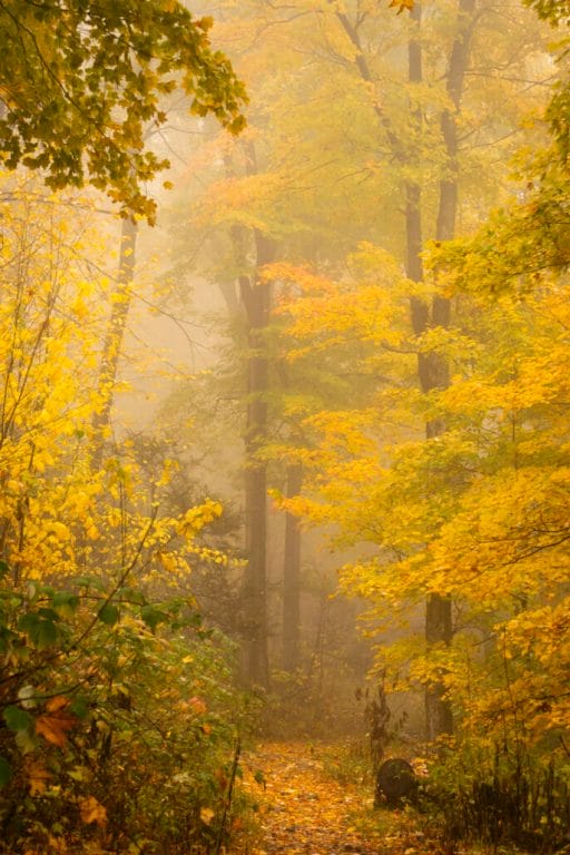 Foggy Autumn Forest in NY